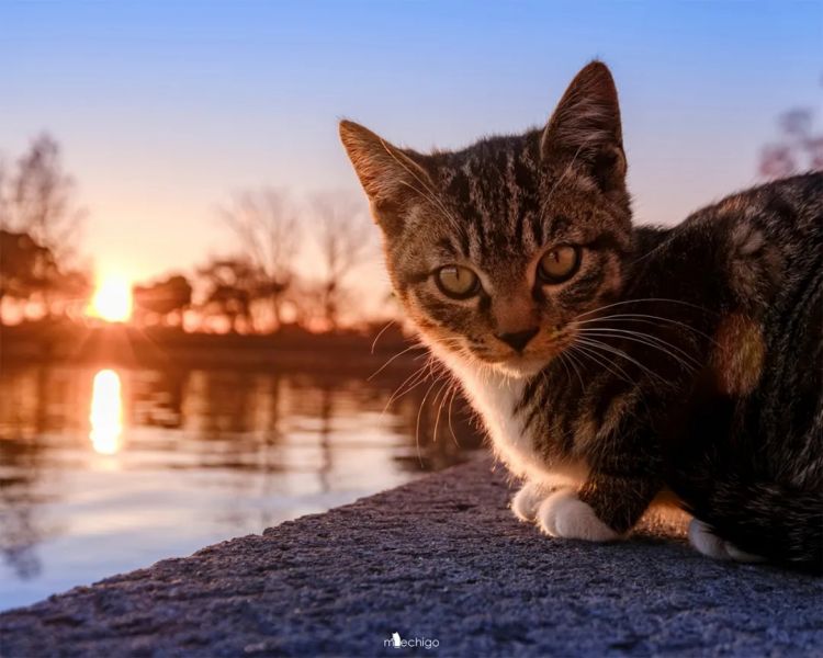 第220期:文春再曝桥本环奈霸凌铁证?日本化学高考惊现古文?国民巨星深陷性丑闻或被封杀 | 百通板 第220期:文春再曝桥本环奈霸凌铁证?日本化学高考惊现古文?国民巨星深陷性丑闻或被封杀 | 百通板