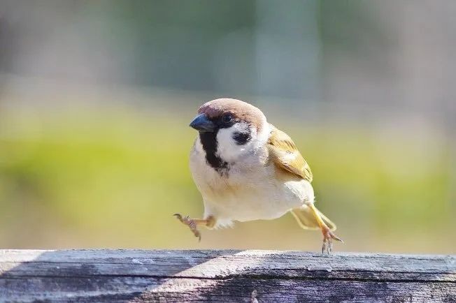 第220期:文春再曝桥本环奈霸凌铁证?日本化学高考惊现古文?国民巨星深陷性丑闻或被封杀 | 百通板 第220期:文春再曝桥本环奈霸凌铁证?日本化学高考惊现古文?国民巨星深陷性丑闻或被封杀 | 百通板