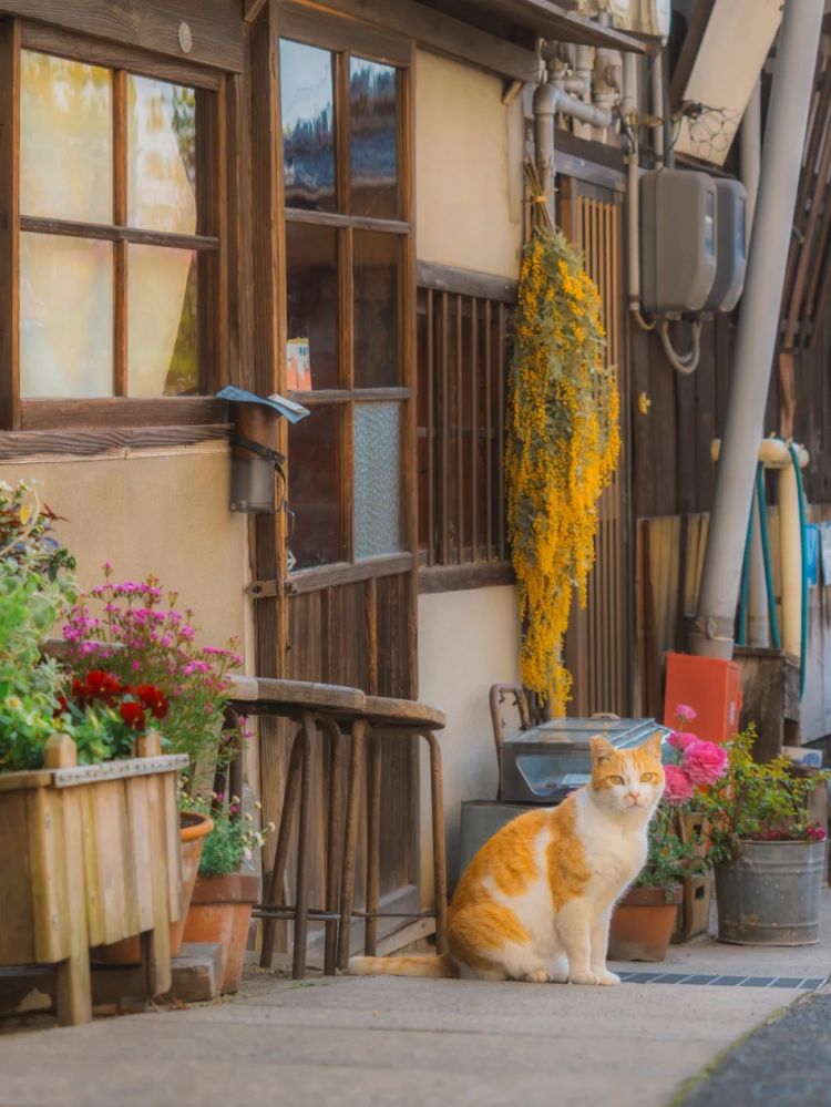 第222期:日本外相宿舍遭陌生女子闯入;又一知名偶像将退团闪婚?日本乒坛名将赌博被捕;大S不幸在日离世 | 百通板 第222期:日本外相宿舍遭陌生女子闯入;又一知名偶像将退团闪婚?日本乒坛名将赌博被捕;大S不幸在日离世 | 百通板