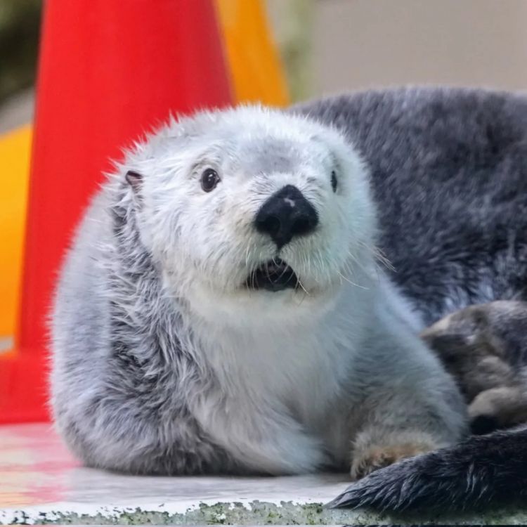 第222期:日本外相宿舍遭陌生女子闯入;又一知名偶像将退团闪婚?日本乒坛名将赌博被捕;大S不幸在日离世 | 百通板 第222期:日本外相宿舍遭陌生女子闯入;又一知名偶像将退团闪婚?日本乒坛名将赌博被捕;大S不幸在日离世 | 百通板