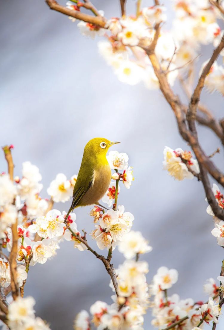 第222期:日本外相宿舍遭陌生女子闯入;又一知名偶像将退团闪婚?日本乒坛名将赌博被捕;大S不幸在日离世 | 百通板 第222期:日本外相宿舍遭陌生女子闯入;又一知名偶像将退团闪婚?日本乒坛名将赌博被捕;大S不幸在日离世 | 百通板