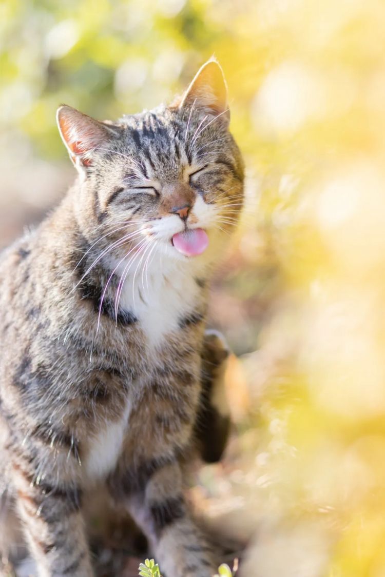 第222期:日本外相宿舍遭陌生女子闯入;又一知名偶像将退团闪婚?日本乒坛名将赌博被捕;大S不幸在日离世 | 百通板 第222期:日本外相宿舍遭陌生女子闯入;又一知名偶像将退团闪婚?日本乒坛名将赌博被捕;大S不幸在日离世 | 百通板
