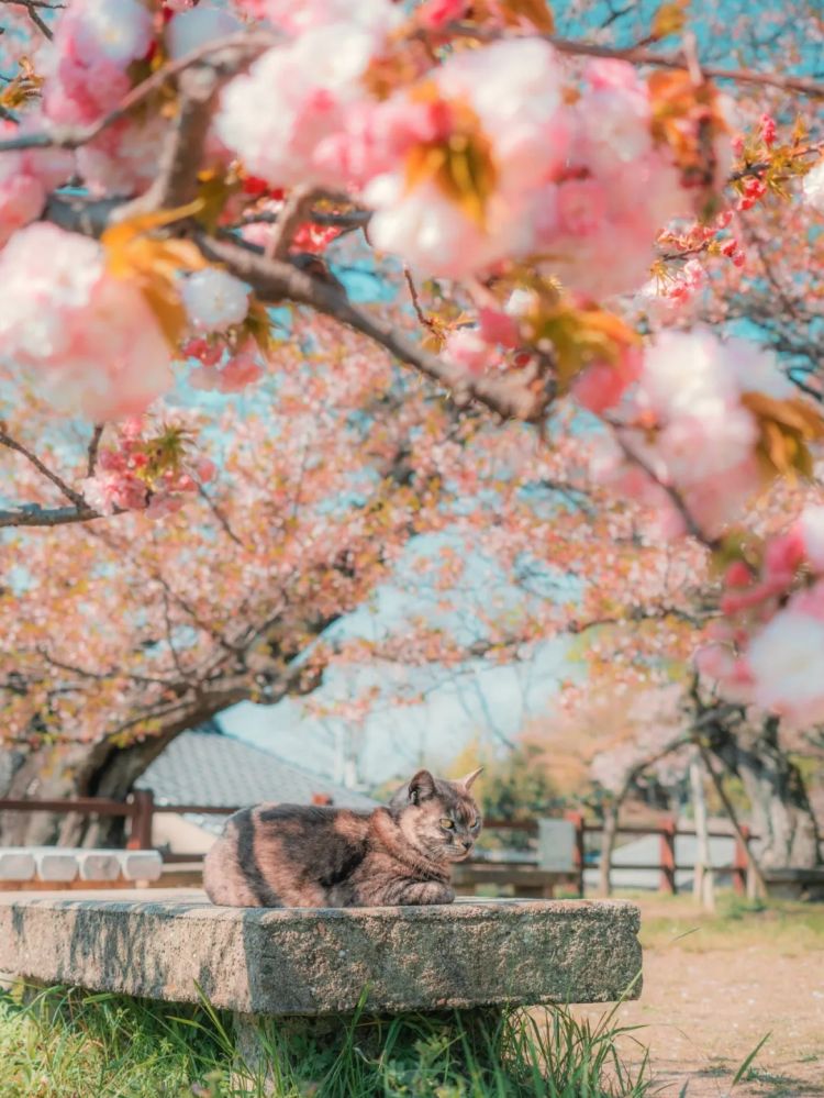 第222期:日本外相宿舍遭陌生女子闯入;又一知名偶像将退团闪婚?日本乒坛名将赌博被捕;大S不幸在日离世 | 百通板 第222期:日本外相宿舍遭陌生女子闯入;又一知名偶像将退团闪婚?日本乒坛名将赌博被捕;大S不幸在日离世 | 百通板
