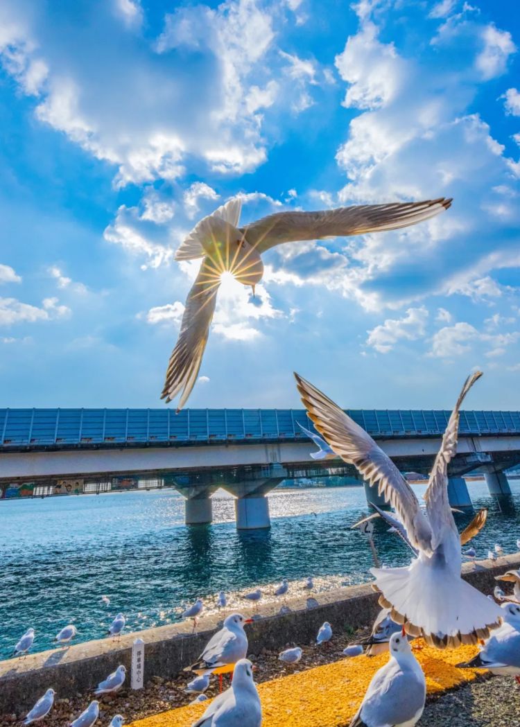 第222期:日本外相宿舍遭陌生女子闯入;又一知名偶像将退团闪婚?日本乒坛名将赌博被捕;大S不幸在日离世 | 百通板 第222期:日本外相宿舍遭陌生女子闯入;又一知名偶像将退团闪婚?日本乒坛名将赌博被捕;大S不幸在日离世 | 百通板