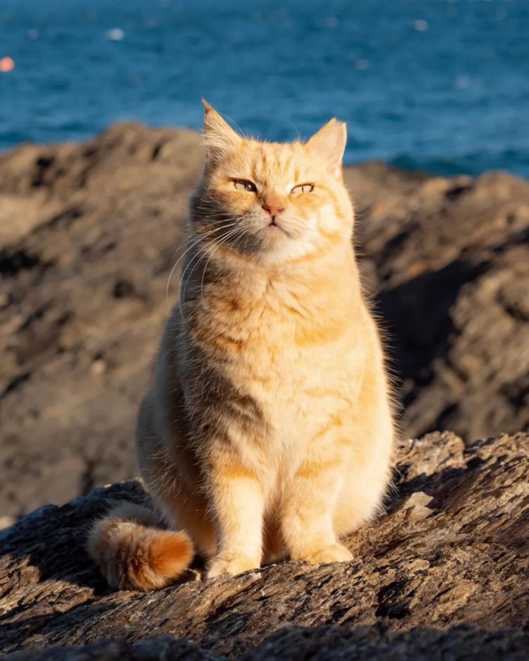 第223期:日产本田合作破裂;樱桃小丸子将停播?关西世博吉祥物将动画化;岸田前首相遇袭案或判刑15年 | 百通板 第223期:日产本田合作破裂;樱桃小丸子将停播?关西世博吉祥物将动画化;岸田前首相遇袭案或判刑15年 | 百通板