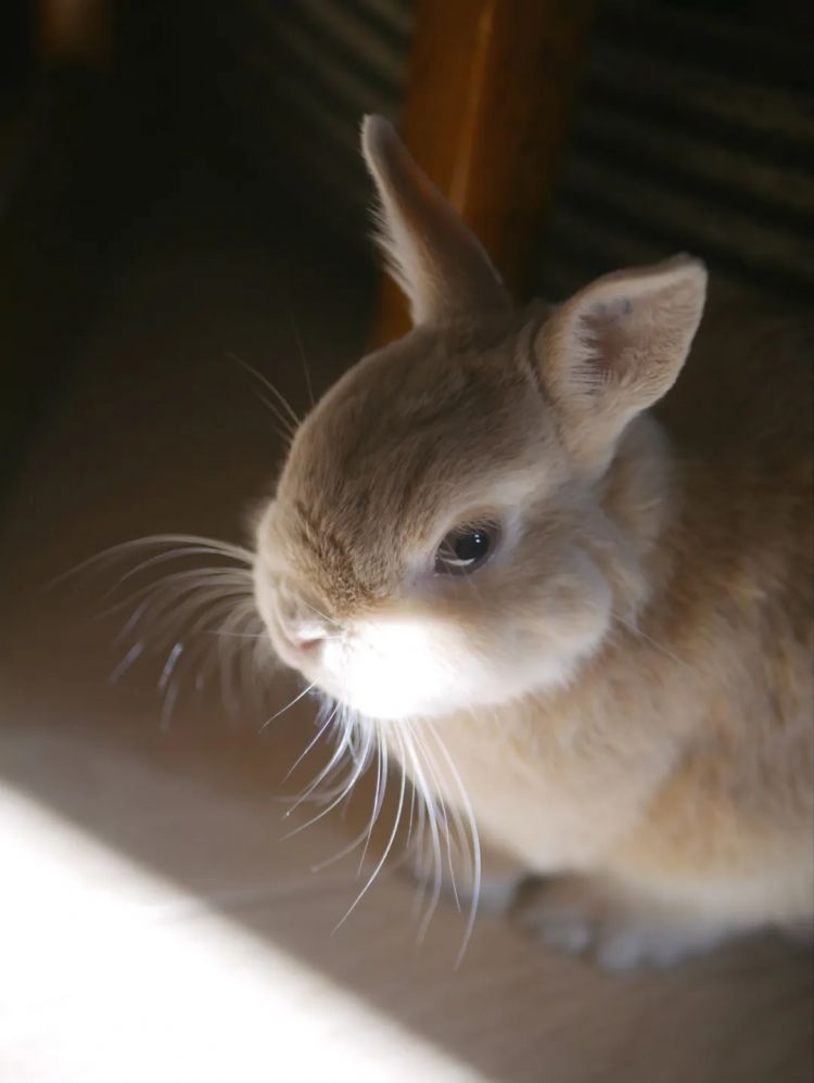 第223期:日产本田合作破裂;樱桃小丸子将停播?关西世博吉祥物将动画化;岸田前首相遇袭案或判刑15年 | 百通板 第223期:日产本田合作破裂;樱桃小丸子将停播?关西世博吉祥物将动画化;岸田前首相遇袭案或判刑15年 | 百通板