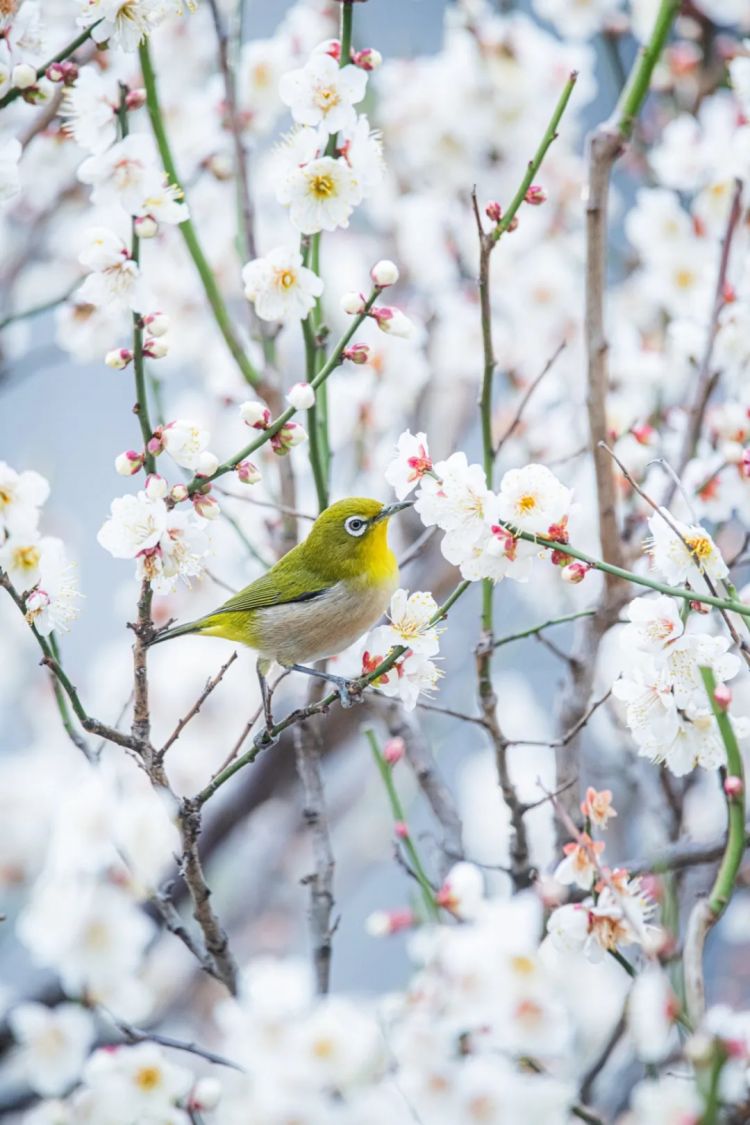 第223期:日产本田合作破裂;樱桃小丸子将停播?关西世博吉祥物将动画化;岸田前首相遇袭案或判刑15年 | 百通板 第223期:日产本田合作破裂;樱桃小丸子将停播?关西世博吉祥物将动画化;岸田前首相遇袭案或判刑15年 | 百通板