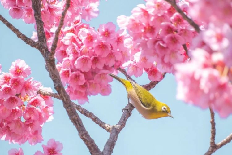 第223期:日产本田合作破裂;樱桃小丸子将停播?关西世博吉祥物将动画化;岸田前首相遇袭案或判刑15年 | 百通板 第223期:日产本田合作破裂;樱桃小丸子将停播?关西世博吉祥物将动画化;岸田前首相遇袭案或判刑15年 | 百通板