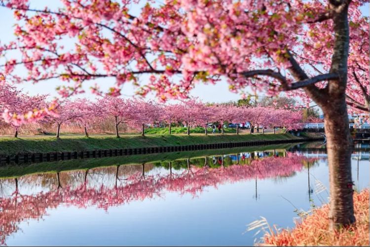 大阪出发2小时,来一场日本三大和牛“松阪牛”故乡的小旅行 大阪出发2小时,来一场日本三大和牛“松阪牛”故乡的小旅行