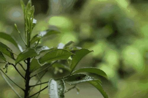 日本最帅和尚官宣“出道”!白天念经、晚上开演唱会,迷倒3000万人:恨不得明天就剃度 日本最帅和尚官宣“出道”!白天念经、晚上开演唱会,迷倒3000万人:恨不得明天就剃度