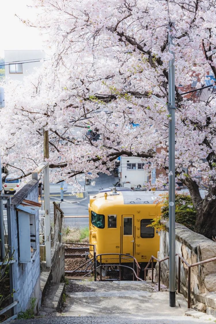 第226期:日本政府提高游客税?龟梨和也田中美奈实恋情实锤?石破茂出席东京女孩时尚盛典 | 百通板 第226期:日本政府提高游客税?龟梨和也田中美奈实恋情实锤?石破茂出席东京女孩时尚盛典 | 百通板