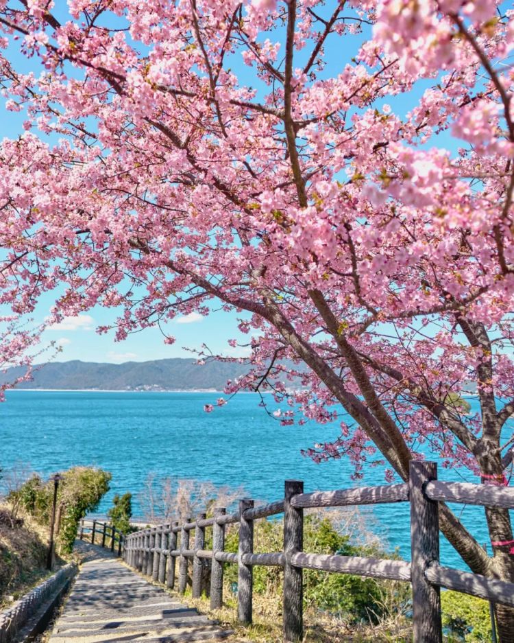 第226期:日本政府提高游客税?龟梨和也田中美奈实恋情实锤?石破茂出席东京女孩时尚盛典 | 百通板 第226期:日本政府提高游客税?龟梨和也田中美奈实恋情实锤?石破茂出席东京女孩时尚盛典 | 百通板