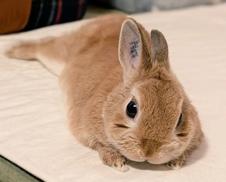 第226期:日本政府提高游客税?龟梨和也田中美奈实恋情实锤?石破茂出席东京女孩时尚盛典 | 百通板 第226期:日本政府提高游客税?龟梨和也田中美奈实恋情实锤?石破茂出席东京女孩时尚盛典 | 百通板