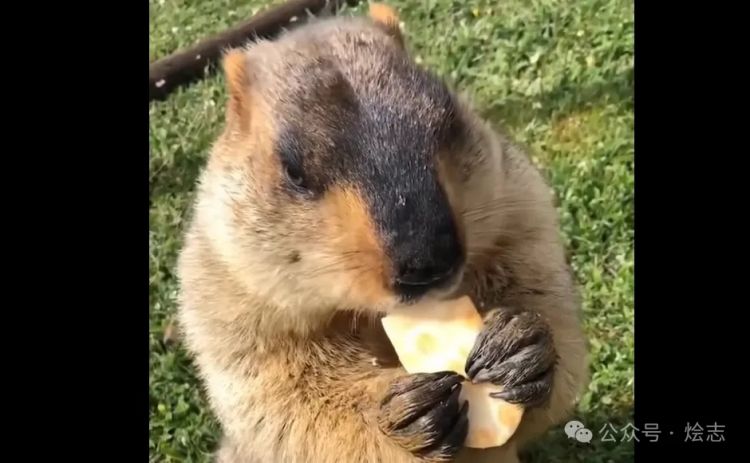 煎饼:谢邀,人在东京当せんべい 关于旺旺仙贝的由来 煎饼:谢邀,人在东京当せんべい 关于旺旺仙贝的由来