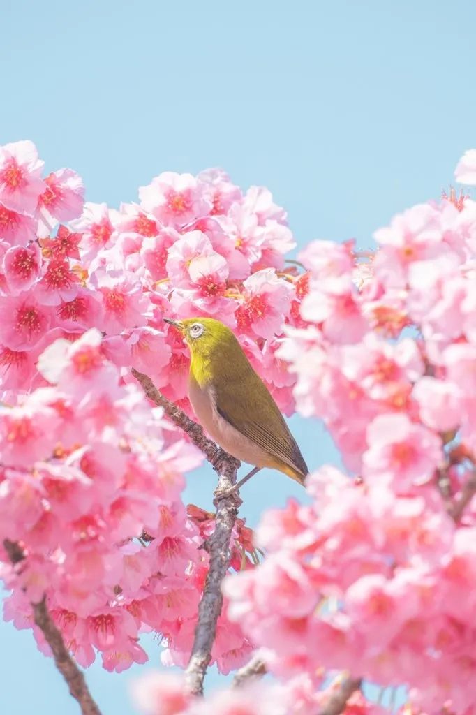 第226期:日本政府提高游客税?龟梨和也田中美奈实恋情实锤?石破茂出席东京女孩时尚盛典 | 百通板 第226期:日本政府提高游客税?龟梨和也田中美奈实恋情实锤?石破茂出席东京女孩时尚盛典 | 百通板