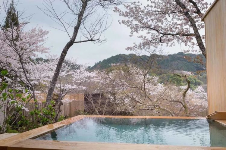 赏最美的樱花,泡最舒服的温泉 赏最美的樱花,泡最舒服的温泉