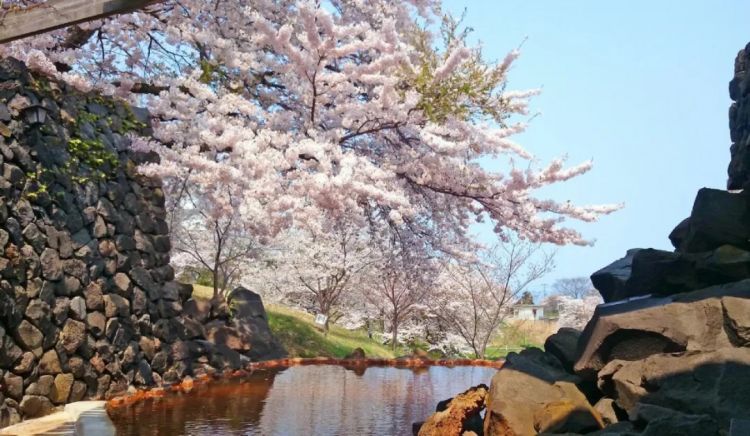 赏最美的樱花,泡最舒服的温泉 赏最美的樱花,泡最舒服的温泉