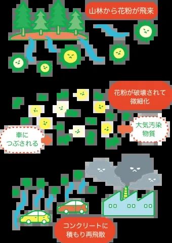 为什么日本得「花粉症」的人那么多? 为什么日本得「花粉症」的人那么多?