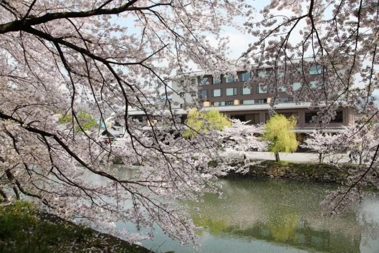 赏最美的樱花,泡最舒服的温泉 赏最美的樱花,泡最舒服的温泉