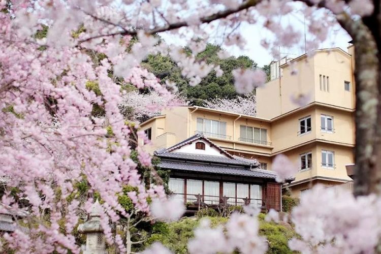 赏最美的樱花,泡最舒服的温泉 赏最美的樱花,泡最舒服的温泉