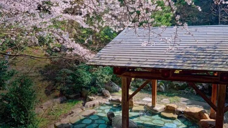 赏最美的樱花,泡最舒服的温泉 赏最美的樱花,泡最舒服的温泉