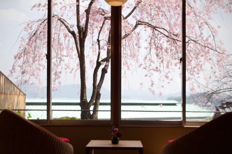 赏最美的樱花,泡最舒服的温泉 赏最美的樱花,泡最舒服的温泉