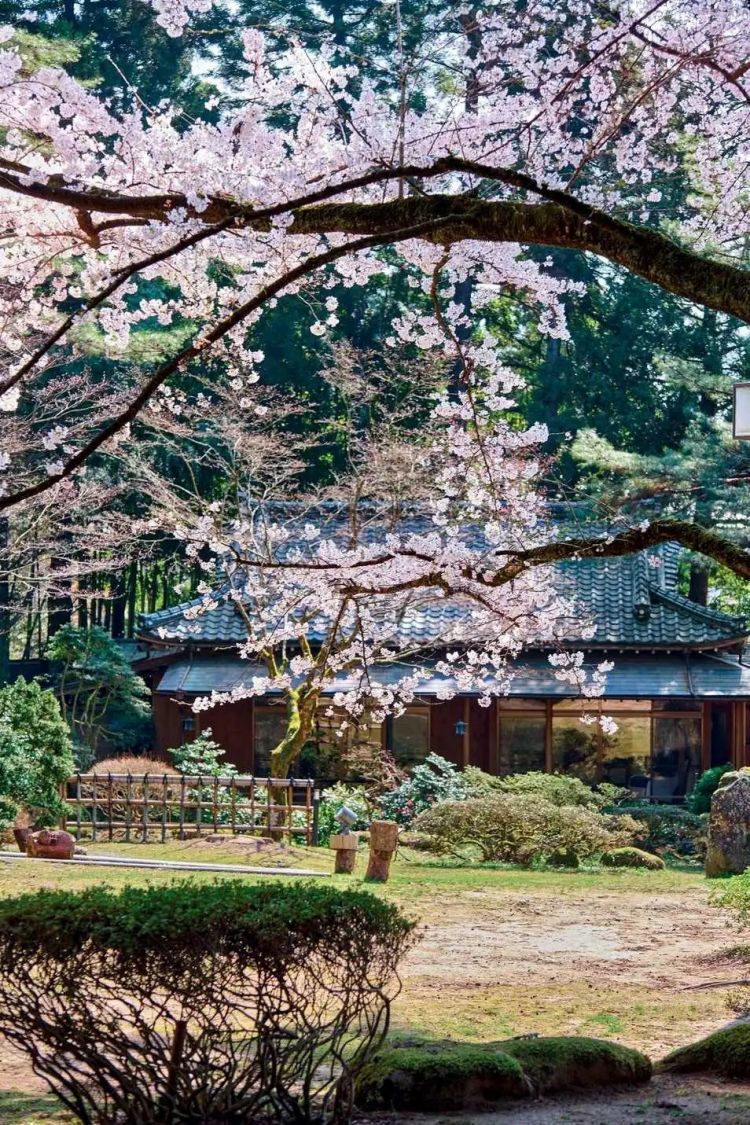 赏最美的樱花,泡最舒服的温泉 赏最美的樱花,泡最舒服的温泉