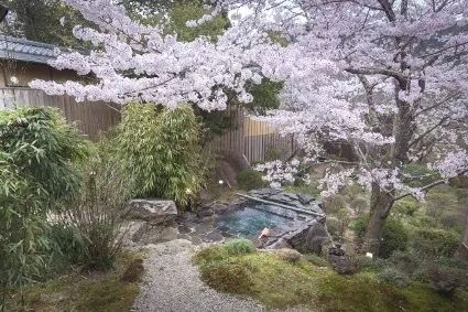 赏最美的樱花,泡最舒服的温泉 赏最美的樱花,泡最舒服的温泉