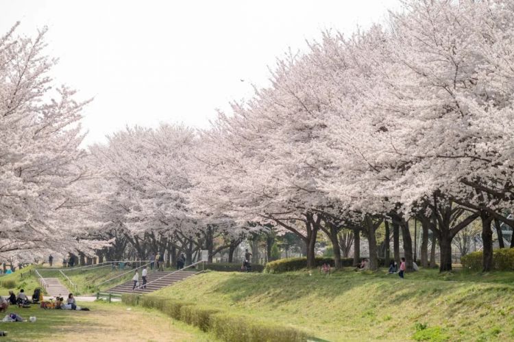 为什么日本得「花粉症」的人那么多? 为什么日本得「花粉症」的人那么多?