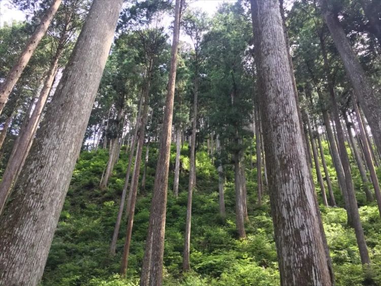 为什么日本得「花粉症」的人那么多? 为什么日本得「花粉症」的人那么多?