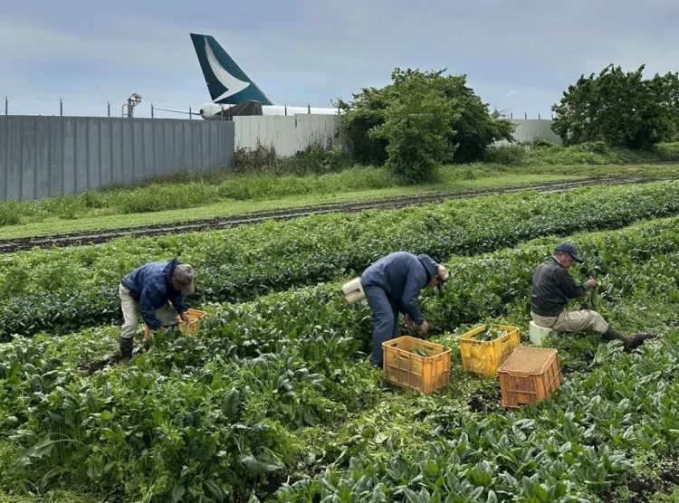 日本最强钉子户,“钉”在了成田机场里 日本最强钉子户,“钉”在了成田机场里