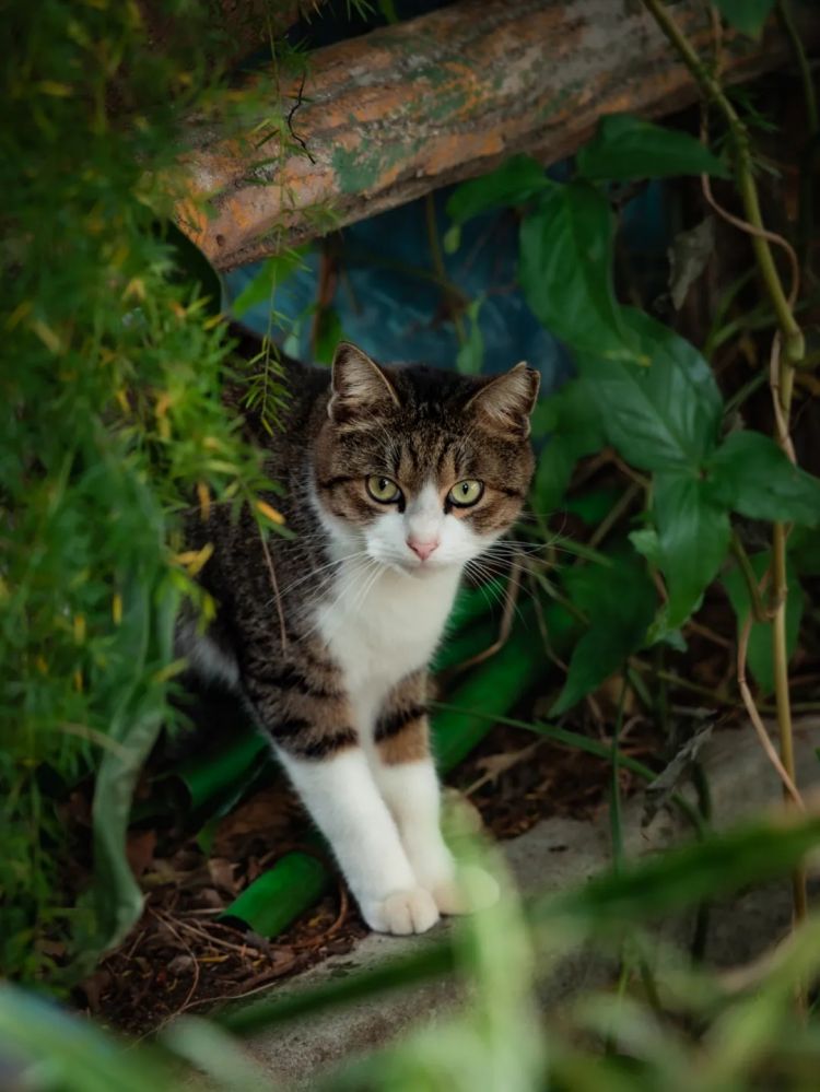 第227期:日本艺人在港猥亵被捕?石原里美二胎;人气博主直播中被刺身亡;日产CEO卸任 | 百通板 第227期:日本艺人在港猥亵被捕?石原里美二胎;人气博主直播中被刺身亡;日产CEO卸任 | 百通板