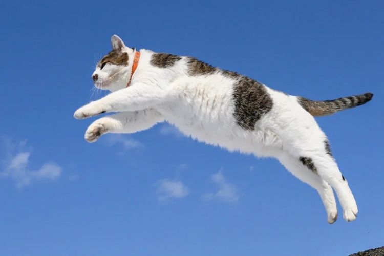 第227期:日本艺人在港猥亵被捕?石原里美二胎;人气博主直播中被刺身亡;日产CEO卸任 | 百通板 第227期:日本艺人在港猥亵被捕?石原里美二胎;人气博主直播中被刺身亡;日产CEO卸任 | 百通板