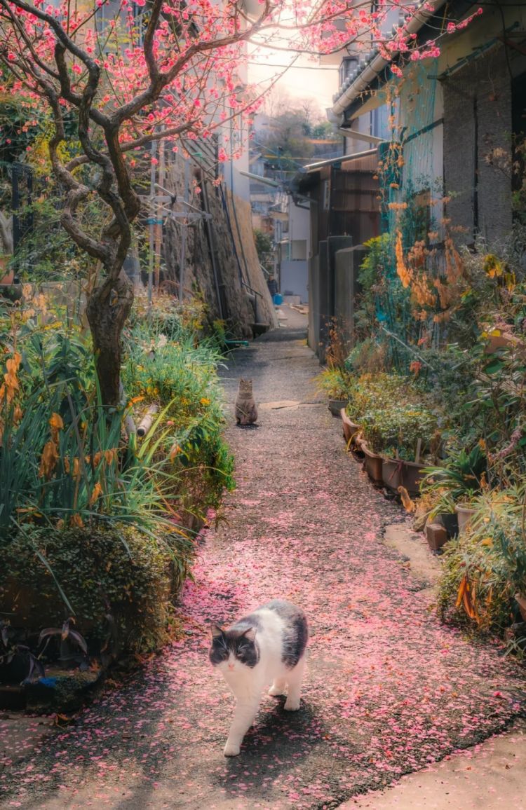 第227期:日本艺人在港猥亵被捕?石原里美二胎;人气博主直播中被刺身亡;日产CEO卸任 | 百通板 第227期:日本艺人在港猥亵被捕?石原里美二胎;人气博主直播中被刺身亡;日产CEO卸任 | 百通板