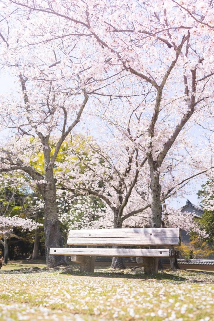 第227期:日本艺人在港猥亵被捕?石原里美二胎;人气博主直播中被刺身亡;日产CEO卸任 | 百通板 第227期:日本艺人在港猥亵被捕?石原里美二胎;人气博主直播中被刺身亡;日产CEO卸任 | 百通板