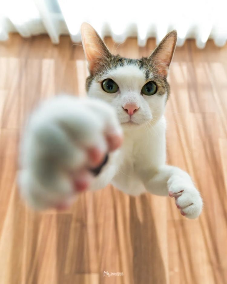 第227期:日本艺人在港猥亵被捕?石原里美二胎;人气博主直播中被刺身亡;日产CEO卸任 | 百通板 第227期:日本艺人在港猥亵被捕?石原里美二胎;人气博主直播中被刺身亡;日产CEO卸任 | 百通板