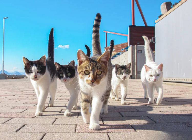 猫之日,萌宠变妖怪?猫为何化身妖异之物 猫之日,萌宠变妖怪?猫为何化身妖异之物