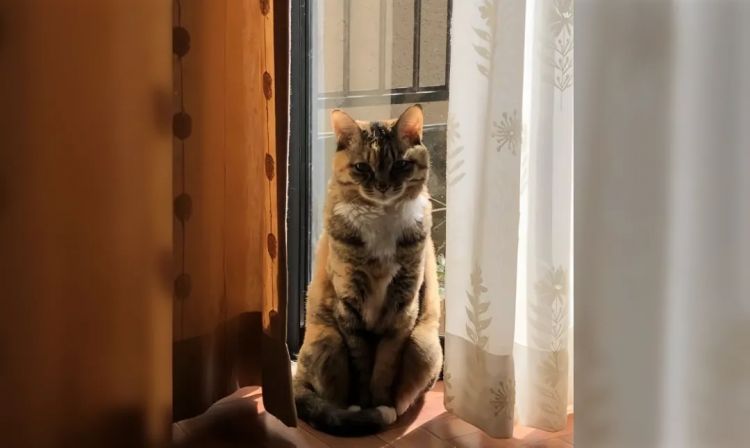 猫之日,萌宠变妖怪?猫为何化身妖异之物 猫之日,萌宠变妖怪?猫为何化身妖异之物