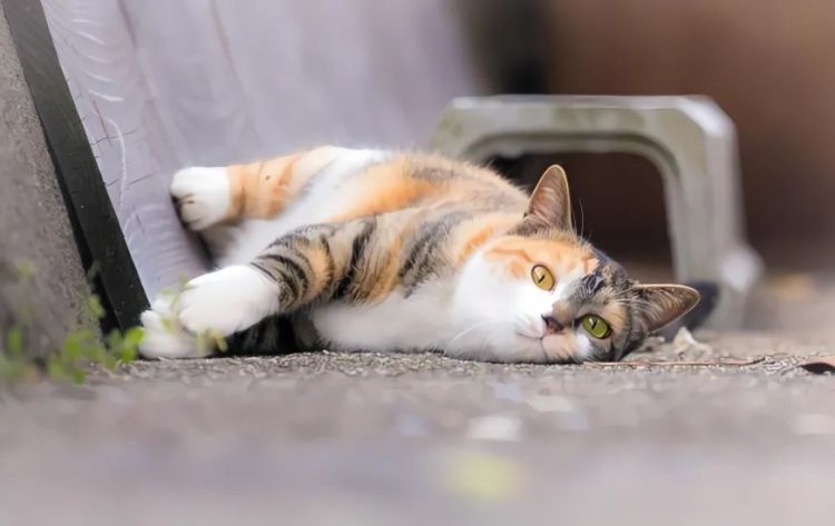 猫之日,萌宠变妖怪?猫为何化身妖异之物 猫之日,萌宠变妖怪?猫为何化身妖异之物