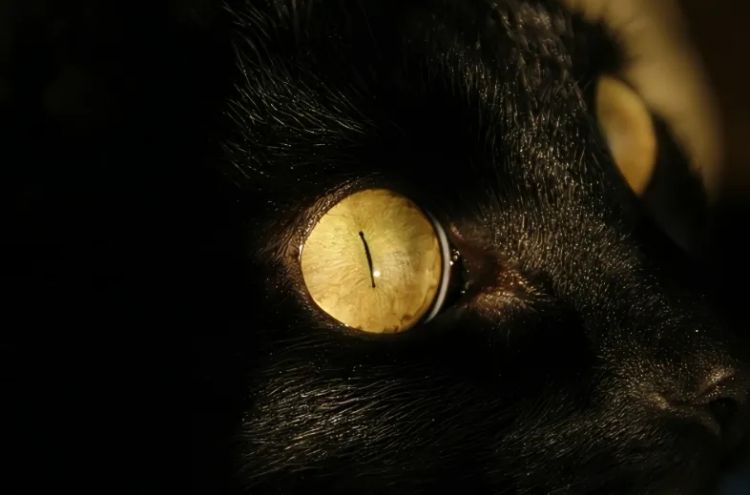 猫之日,萌宠变妖怪?猫为何化身妖异之物 猫之日,萌宠变妖怪?猫为何化身妖异之物