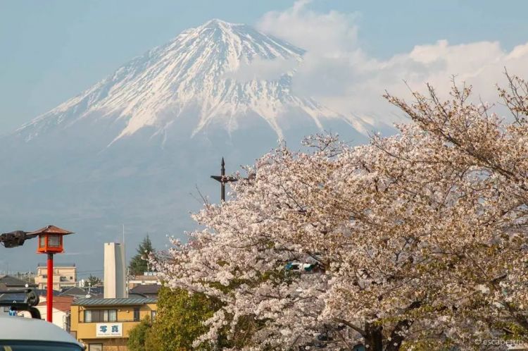 梦幻联动!樱花×富士山的绝美瞬间 梦幻联动!樱花×富士山的绝美瞬间
