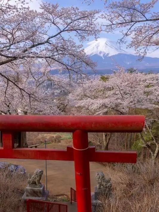 梦幻联动!樱花×富士山的绝美瞬间 梦幻联动!樱花×富士山的绝美瞬间