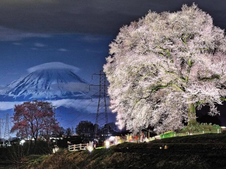 梦幻联动!樱花×富士山的绝美瞬间 梦幻联动!樱花×富士山的绝美瞬间