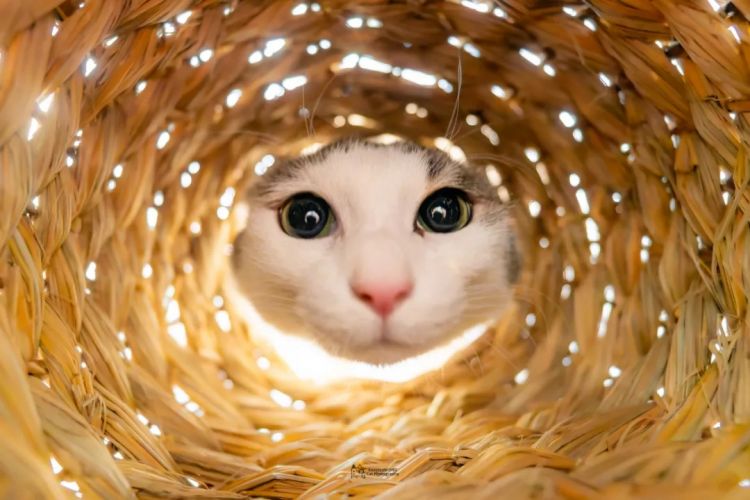 第228期:日本假警察肆虐 狂卷百亿日元;石原里美孕期出席日本奥斯卡;世博开幕在即门票滞销场馆烂尾?| 百通板 第228期:日本假警察肆虐 狂卷百亿日元;石原里美孕期出席日本奥斯卡;世博开幕在即门票滞销场馆烂尾?| 百通板