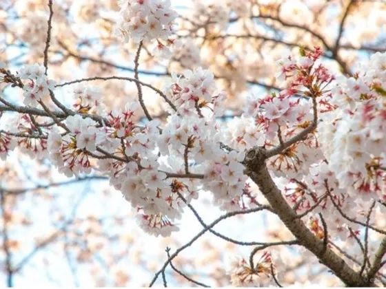 梦幻联动!樱花×富士山的绝美瞬间 梦幻联动!樱花×富士山的绝美瞬间