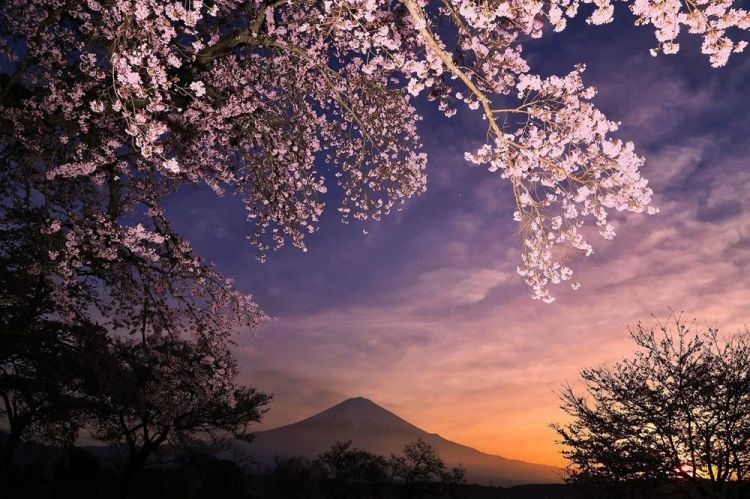 梦幻联动!樱花×富士山的绝美瞬间 梦幻联动!樱花×富士山的绝美瞬间