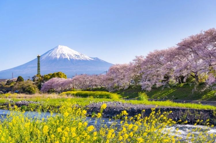 梦幻联动!樱花×富士山的绝美瞬间 梦幻联动!樱花×富士山的绝美瞬间