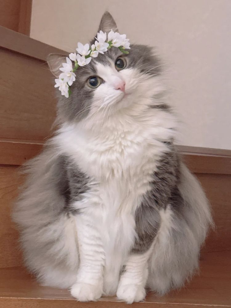 第228期:日本假警察肆虐 狂卷百亿日元;石原里美孕期出席日本奥斯卡;世博开幕在即门票滞销场馆烂尾?| 百通板 第228期:日本假警察肆虐 狂卷百亿日元;石原里美孕期出席日本奥斯卡;世博开幕在即门票滞销场馆烂尾?| 百通板