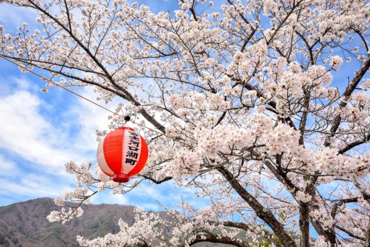梦幻联动!樱花×富士山的绝美瞬间 梦幻联动!樱花×富士山的绝美瞬间