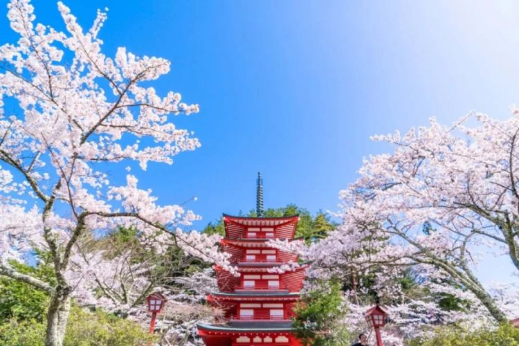 梦幻联动!樱花×富士山的绝美瞬间 梦幻联动!樱花×富士山的绝美瞬间